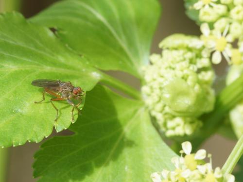 Scathophaga sp.